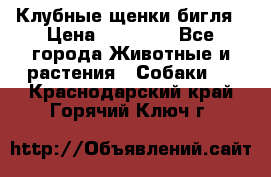 Клубные щенки бигля › Цена ­ 30 000 - Все города Животные и растения » Собаки   . Краснодарский край,Горячий Ключ г.